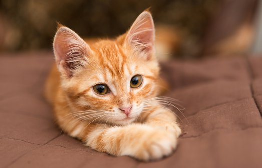 cat and dog friendship